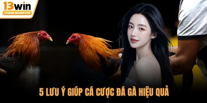5 lưu ý giúp cá cược đá gà hiệu quả