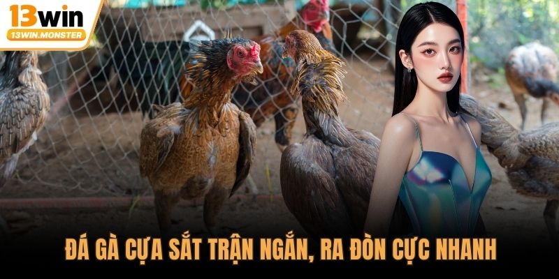 Đá gà cựa sắt trận ngắn, ra đòn cực nhanh