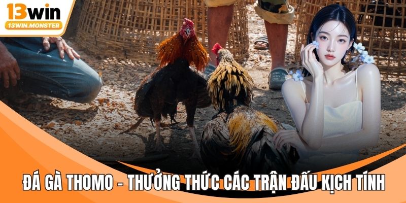 Đá Gà Thomo - Thưởng Thức Các Trận Đấu Kịch Tính, Dễ Dàng