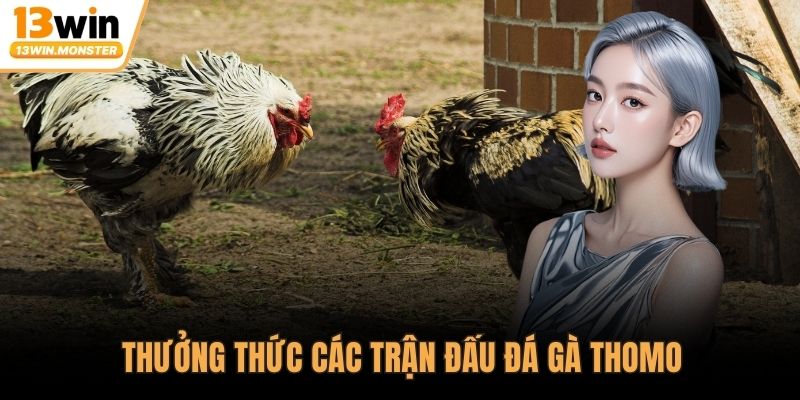 Thưởng thức các trận đấu đá gà Thomo