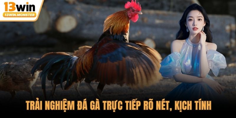 Trải nghiệm đá gà trực tiếp rõ nét, kịch tính